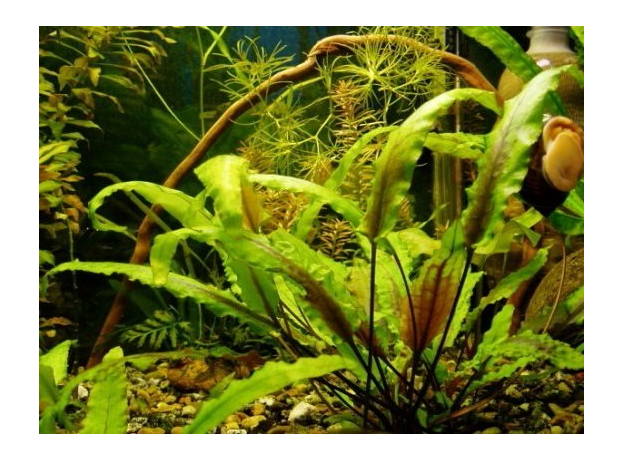 Криптокорина люценс (Cryptocoryne lucens) (в горшке)