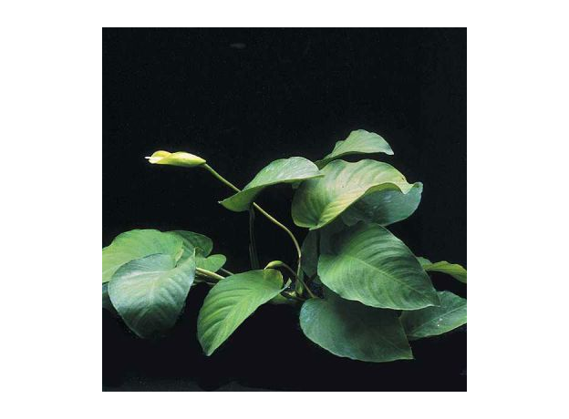 Анубиас Бартера Широколистный (ветка) (Anubias barteri var. "Broad leaf")