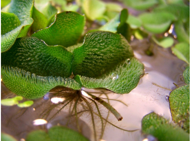 Сальвиния плавающая (Salvinia natans)