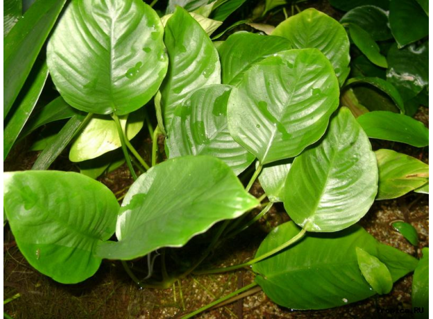 Анубиас Габон (в горшке) (Anubias barteri sp. "Gabon")