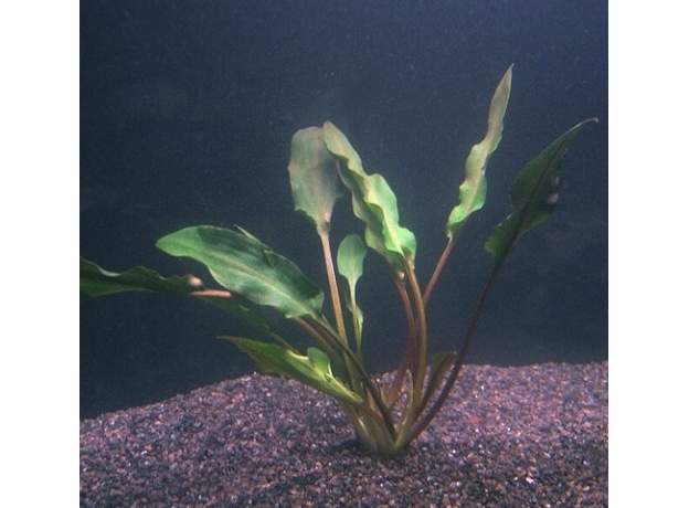 Криптокорина люценс (Cryptocoryne lucens) (в горшке)