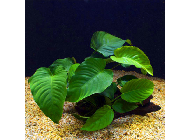 Анубиас Бартера Широколистный (ветка) (Anubias barteri var. "Broad leaf")