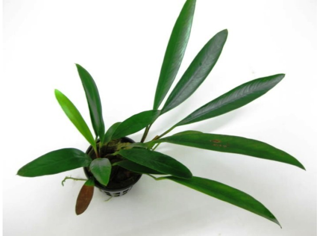 Анубиас Афцели (в горшке) (Anubias afzelii)