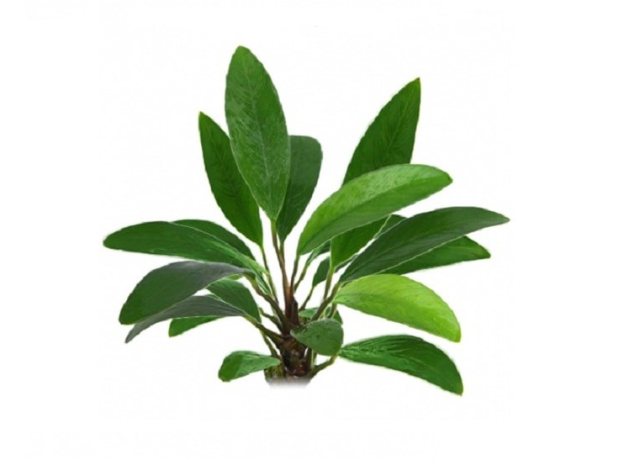 Анубиас Афцели (в горшке) (Anubias afzelii)
