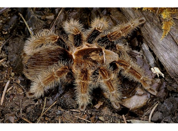 Паук Br. albopilosum, 3-4 линька