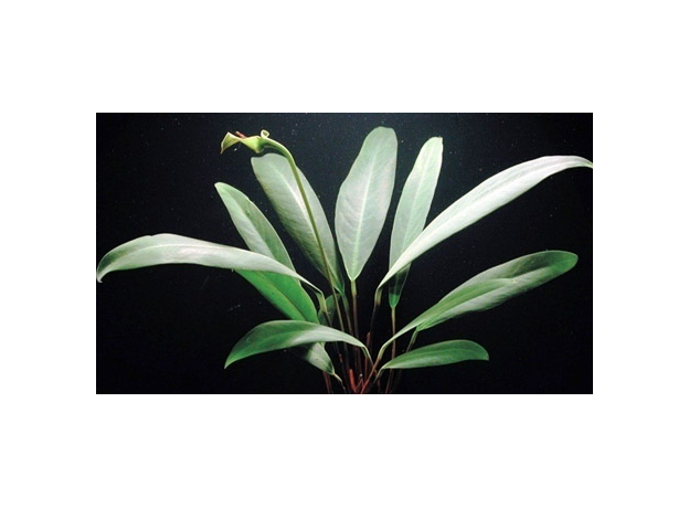 Анубиас Афцели (в горшке) (Anubias afzelii)