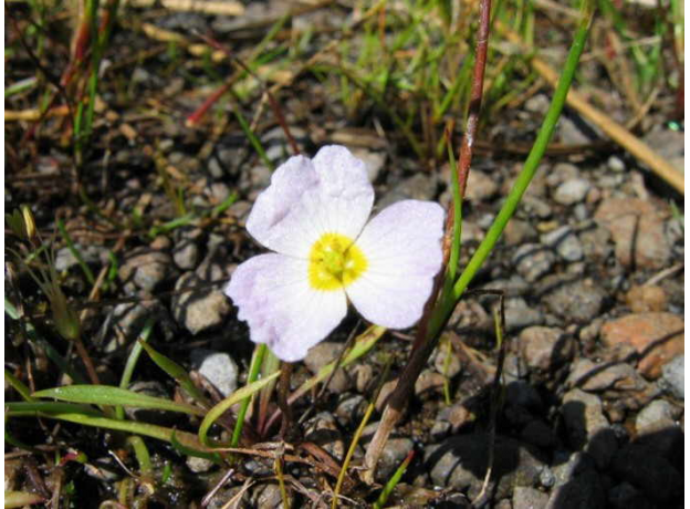 Литторелла унифлора (меристема)