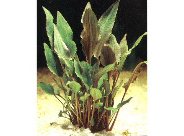 Криптокорина Валкера (Cryptocoryne walkeri) (меристема) Тайланд