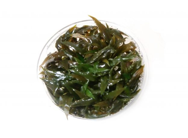 Криптокорина Валкера (Cryptocoryne walkeri) (меристема) Тайланд