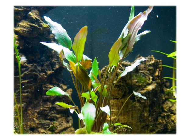 Криптокорина Валкера (Cryptocoryne walkeri) (меристема) Тайланд