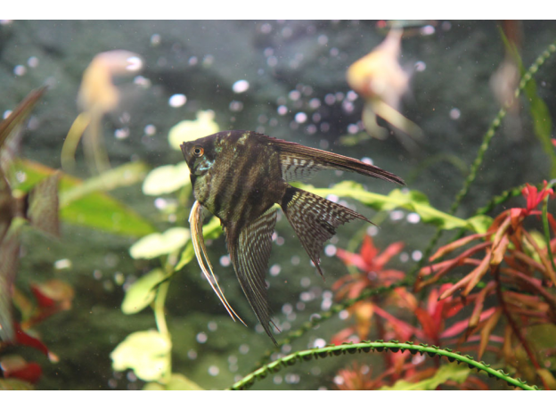 Скалярия мраморная (S) (Pterophyllum scalare)