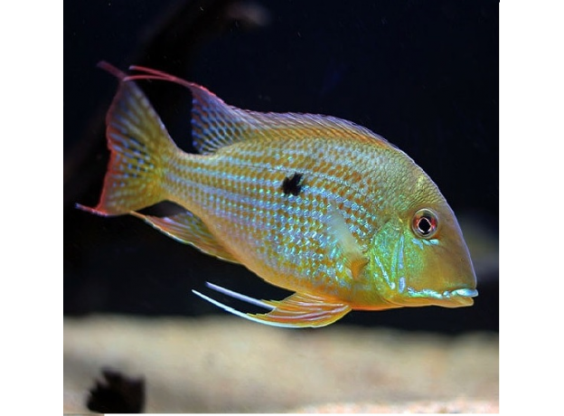 Геофагус бразильский (S) (Geophagus brasiliensis)