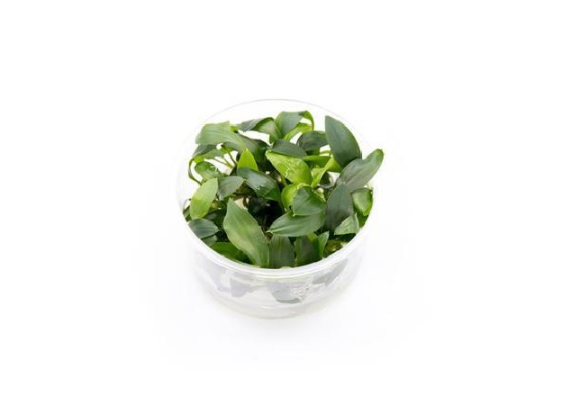Хомаломена южная (меристема) (Homalomena sp. Sekadau South)
