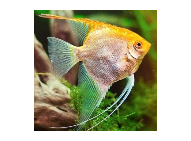 Скалярия золотая M (Pterophyllum scalare)