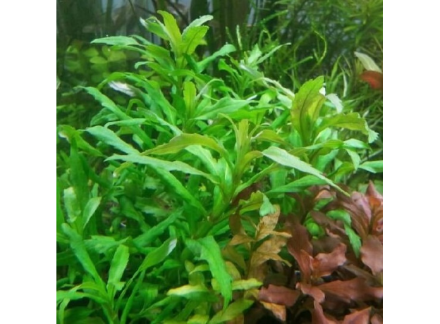 Лимнофила ароматика (с грузом) (Limnophila aromatica)