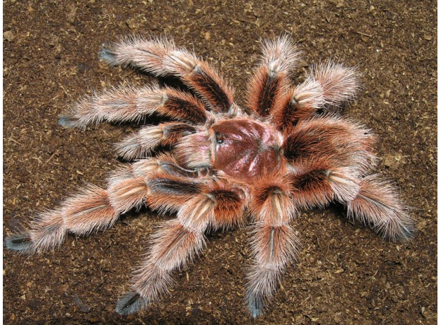 Паук Grammostola rosea взрослая самка