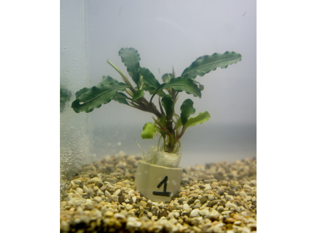 Буцефаландра Зеленая Волна (ветка) (Bucephalandra green wavy)