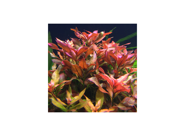 Людвигия перуанская Даймонд (в горшке) (Ludwigia peruviana)