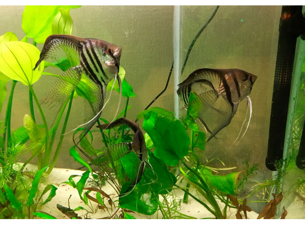 Скалярия зебра вуалевая (S) (Pterophyllum scalare var.)