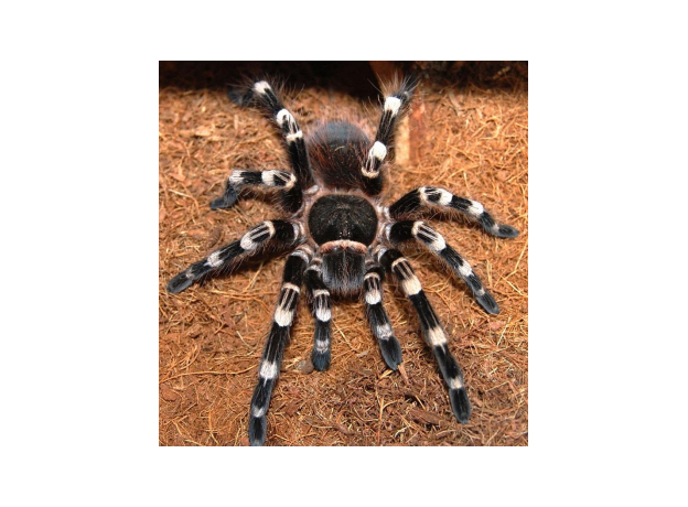 Паук Ac. geniculata, самка, 3 см