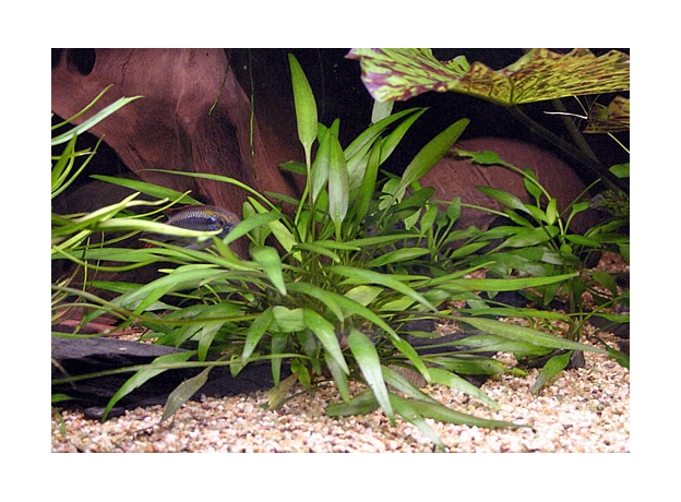 Криптокорина Виллиса (Cryptocoryne willisii) (меристема) Тайланд