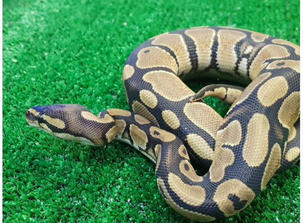 Королевский питон (pastel het piebald), M