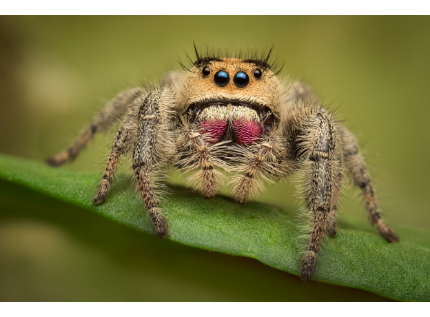 Королевский паук-скакун (Phidippus regius), S