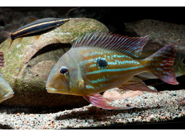 Геофагус Вайнмиллера (Geophagus winemilleri)