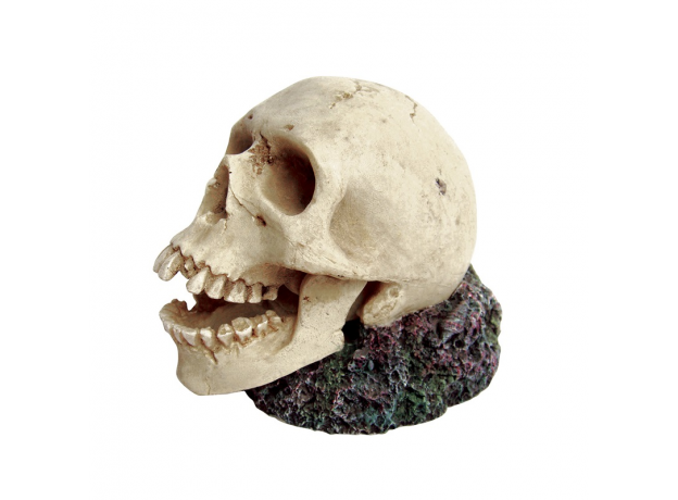 ArtUniq Skull With One Tooth Missing - Декоративная композиция "Череп без зуба", 13x8,5x10 см