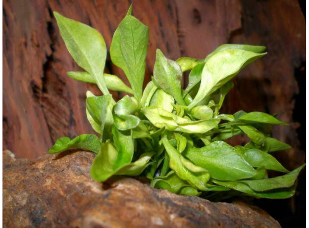 Альтернантера Бетзикиана зеленая (с грузом) (Alternanthera bettzickiana)