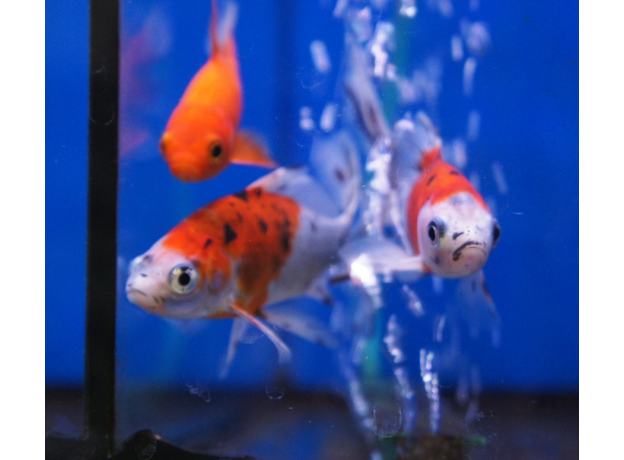 Золотая рыбка Шубункин (L) (Carassius auratus)