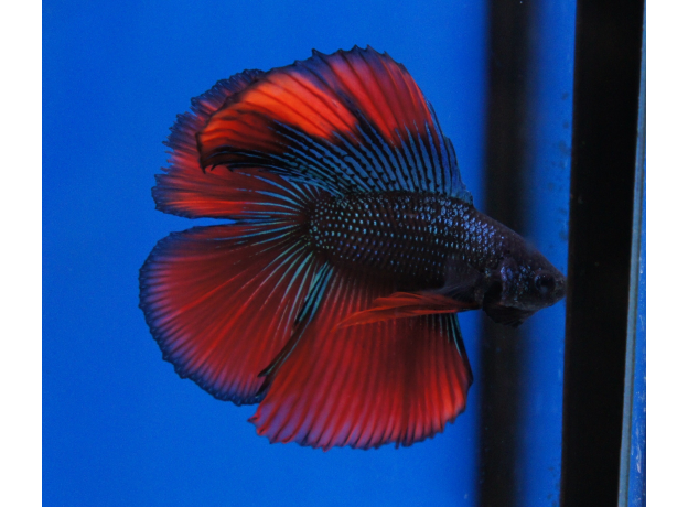 Петушок двухвостый (Betta splendens) (самец)