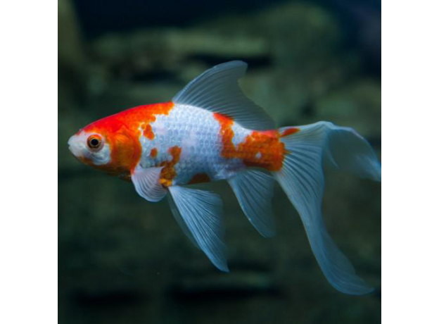 Золотая рыбка Комета красно-белая (L) (Carassius auratus)