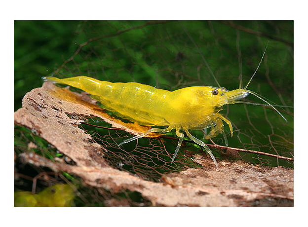 Креветка вишневая желтая (Neocaridina denticulata sinensis var. yellow)