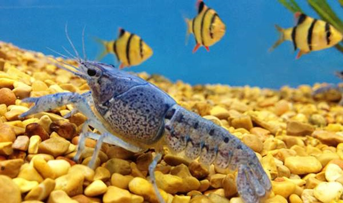Cовместимость раков в аквариуме с рыбками: исчерпывающая инструкция аквариумистам