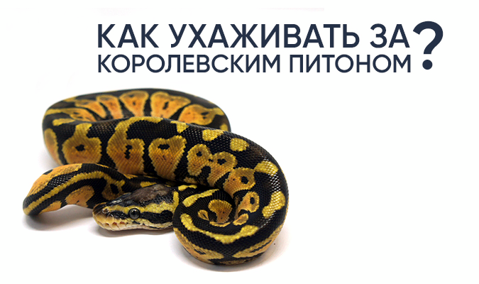 Королевский питон. Правильный уход, содержание и кормление.