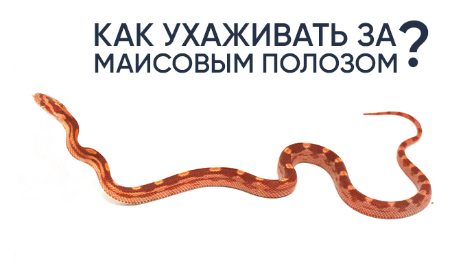 Маисовый полоз. Правильный уход, содержание и кормление.