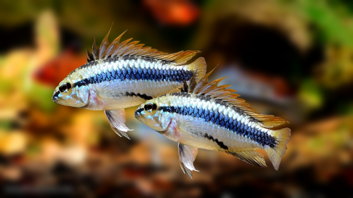 Апистограмма трёхполосая (Apistogramma trifasciata)