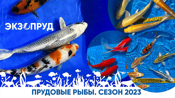 Карпы кои и караси. Прудовый сезон 2023