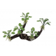 ArtUniq Branched Driftwood With Anubias nana M6 - Декоративная композиция из пластика Ветвистая коряга с анубиасом нана, 27x6,5x21 см