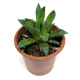 Хавортия магнифика (Haworthia magnifica) 8'