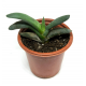 Гастерия гломерата (Gasteria glomerata) 8'