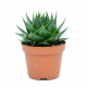 Алоэ "Космо" (Aloe "Cosmo") 8'