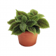 Пилея инволукрата (обернутая) (Pilea involucrata) 10'