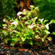 Альтернантера Бетзикиана зеленая (в горшке) (Alternanthera bettzickiana Green)