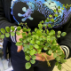 Пилея Rotundifolia