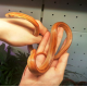 Полоз маисовый Striped het Caramel, Amel, Anery phet Diffused S самка