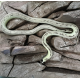 Королевская змея, californiae Striped, L