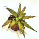 Криптантус бесстебельный (Cryptanthus acaulis), размер L