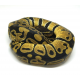 Королевский питон (Pastel het Clown)